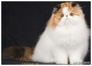 养猫新手买猫注意什么,新手养猫和买猫的注意事项