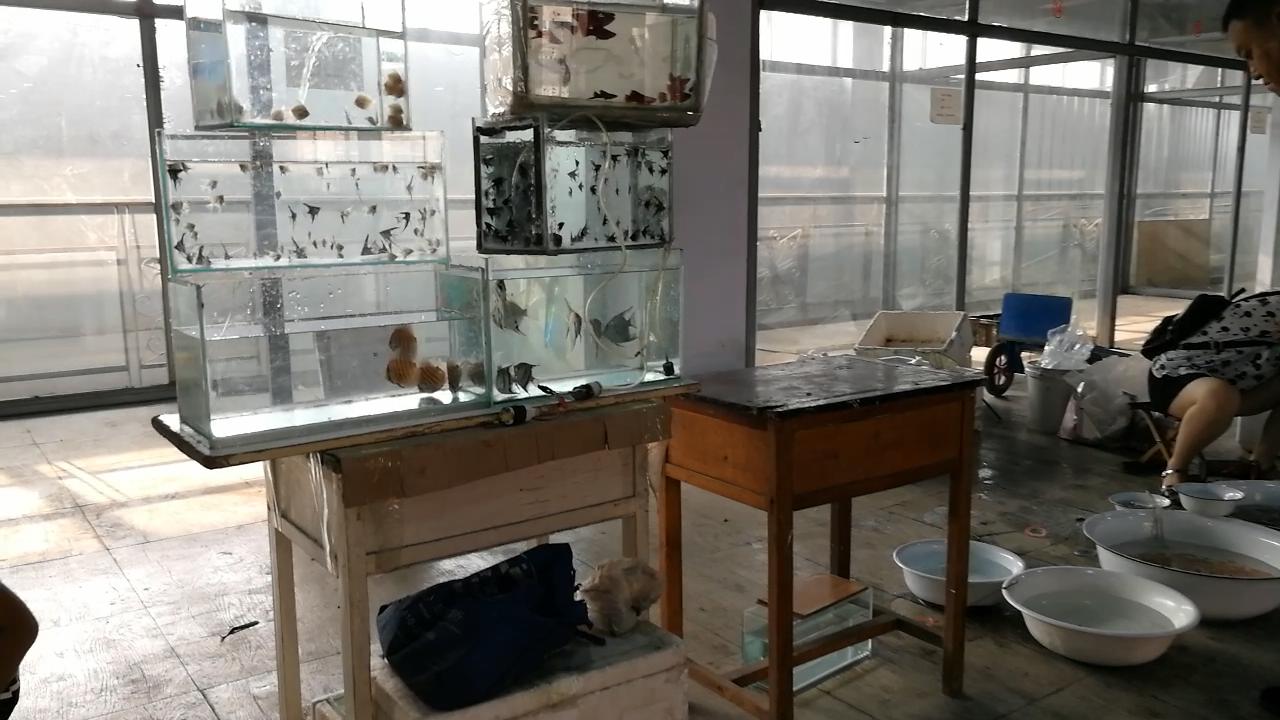 逛观赏鱼市,市场里的观赏鱼热带鱼