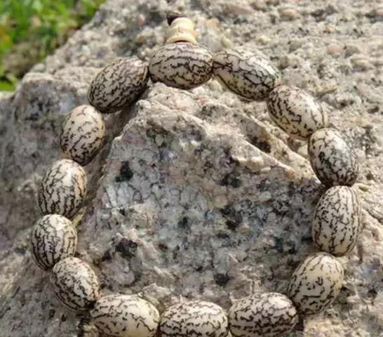 最全的菩提子图解太美了,最好的菩提子