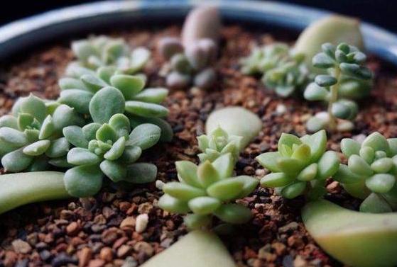 盆栽土如何处理,盆栽土表层全都是根怎么处理