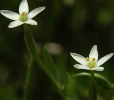 老中医可以给孩子起名吗,用中药名字给孩子取名可以吗