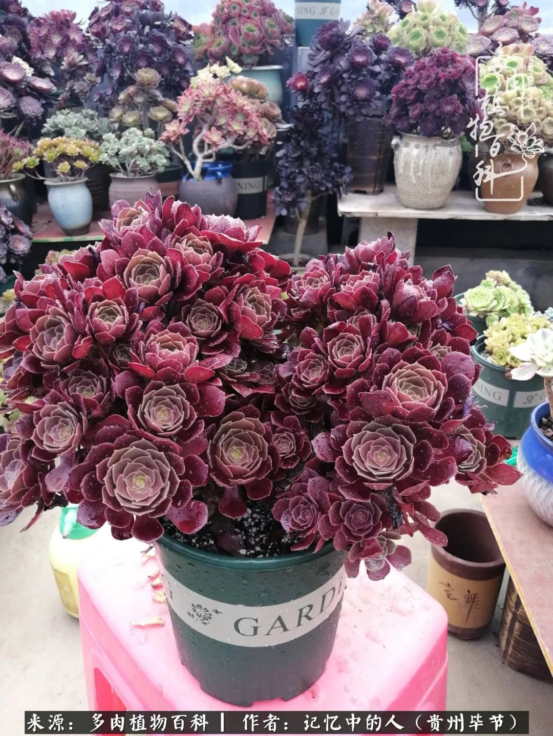 我心中的玫瑰原唱,我心中的玫瑰全部歌曲