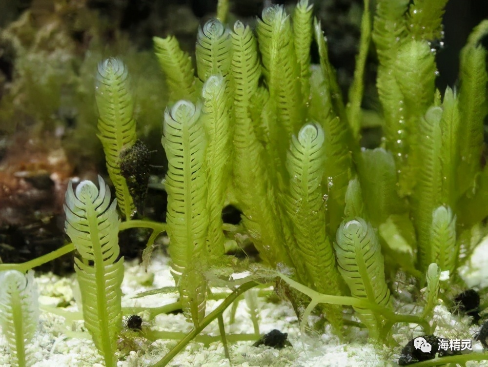 怎么才能从众人中脱颖而出,如何让自己从人群中脱颖而出