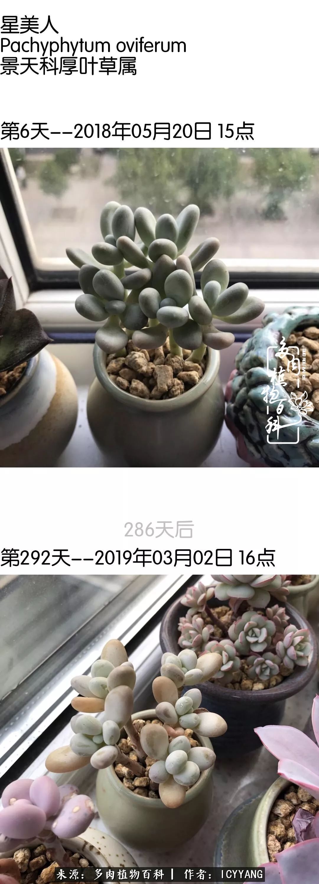 多肉隔着玻璃晒太阳效果好吗,隔着玻璃养的多肉照样长得好