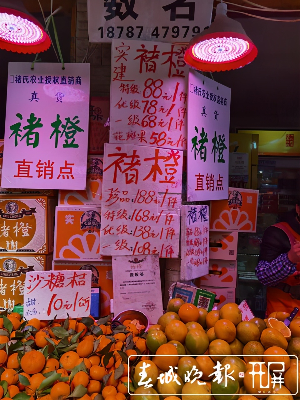 褚橙售卖期,褚橙最新发货消息