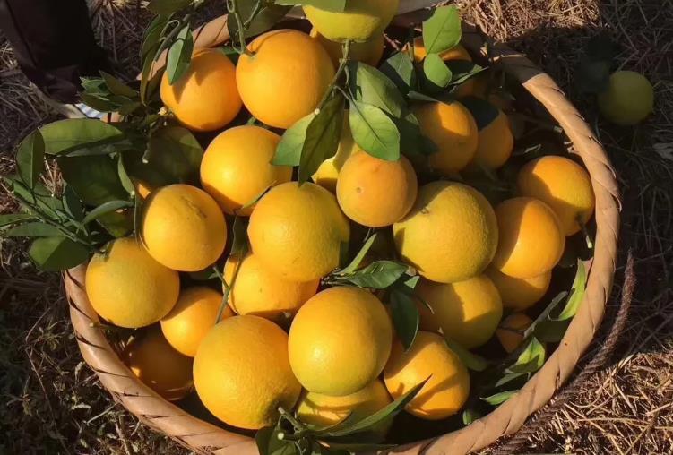 赣南脐橙和麻阳冰糖橙哪个好,江西赣南脐橙和湖南脐橙有啥区别
