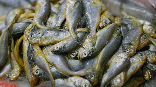 黄渤海海鲜种类,黄渤海渔场海鲜价格