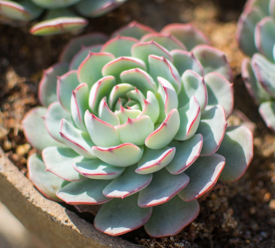 多肉黑霉用不用剪掉,多肉黑茎咋办