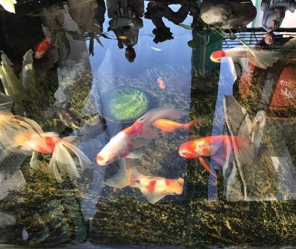 以剥削别人的利润购买而来的观赏鱼,是养不好的!