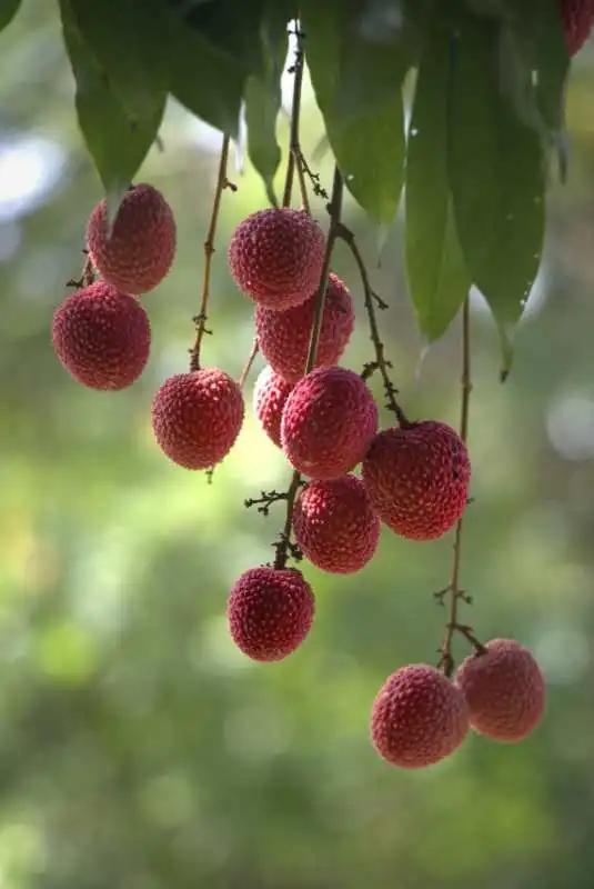 荔城无处不荔枝翻译,荔城无处无荔枝