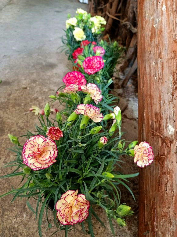 康乃馨要怎么养护才能开花,详解康乃馨养护技巧