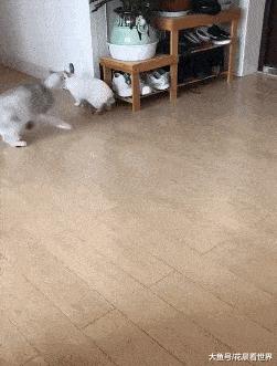 这只鹦鹉一直以为他是一只猴，所以每天都在重复做这个动作