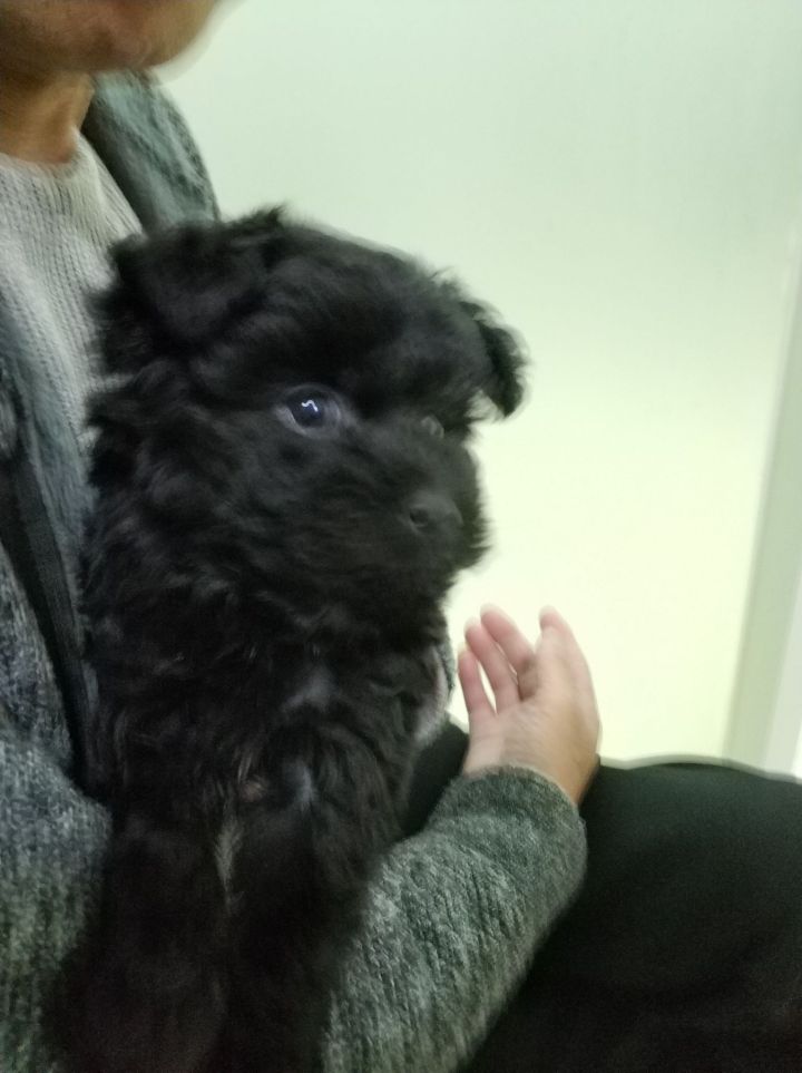 公猫膀胱结石手术,公犬尿道结石手术