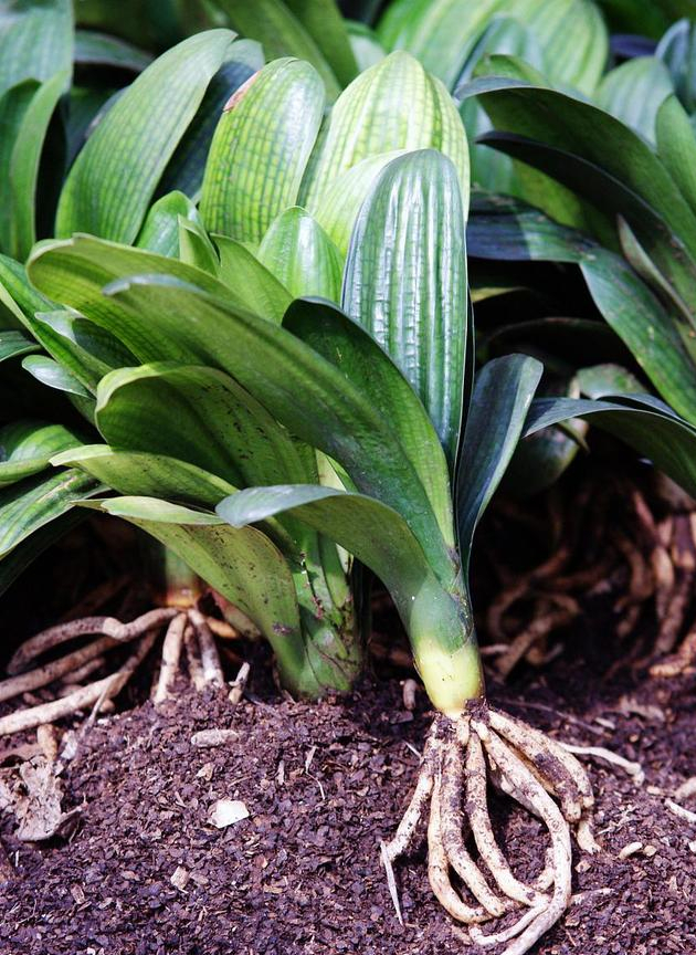 入夏君子兰小苗烂根如何处理,入夏君子兰如何换盆