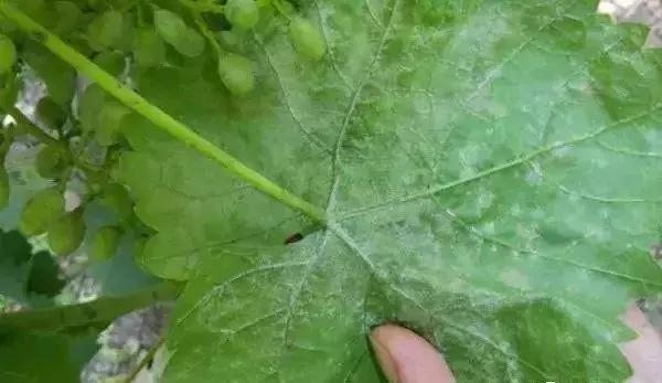 怎么判断小麦白粉病,白粉病防治妙招最佳方法