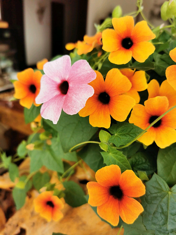 几种很耐热的盆栽花卉，适合夏天养，叶绿花美，花期长，养护简单