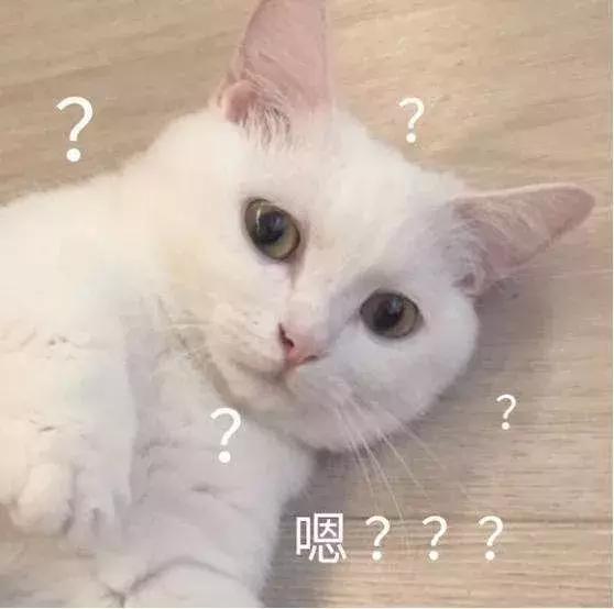 新手养猫适合养什么猫便宜,没钱养猫真的不能养吗