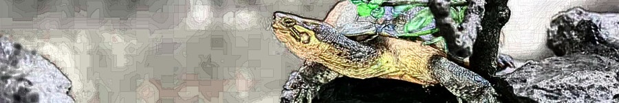 影响动物年龄鉴别的因素有哪些,影响乌龟个体差异的因素