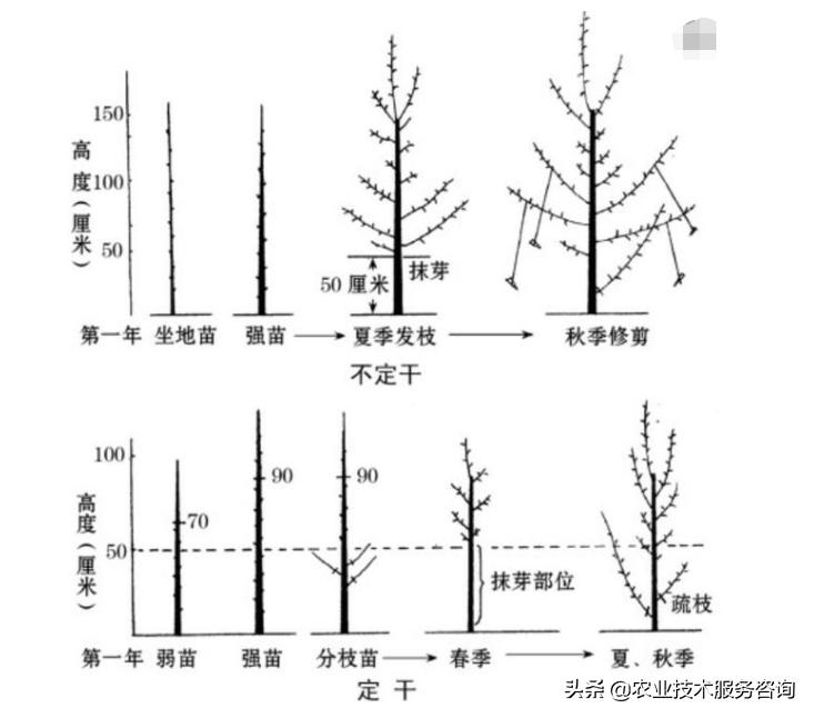 苹果树整形修剪基础知识,盆栽果树修剪原则
