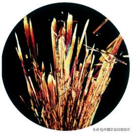 顾君华｜维生素的前世今生！