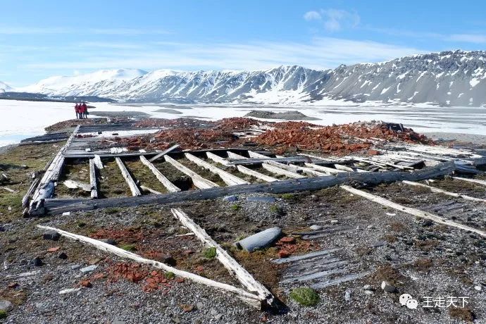 登陆巡游北冰洋—北极旅游见闻（5）