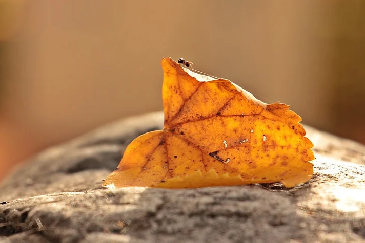 识人不动声色的人往往是很厉害的,静读真正厉害的人都是不动声色的