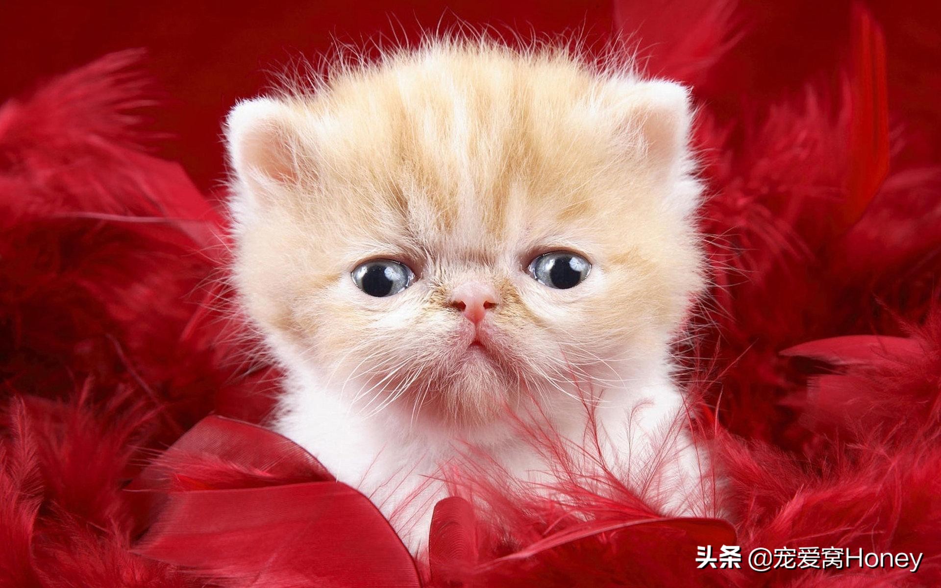 猫咪总是撒娇一样的叫声是啥意思,猫咪各种声音代表什么