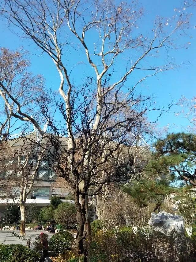 鲁讯公园的湛蓝色天空