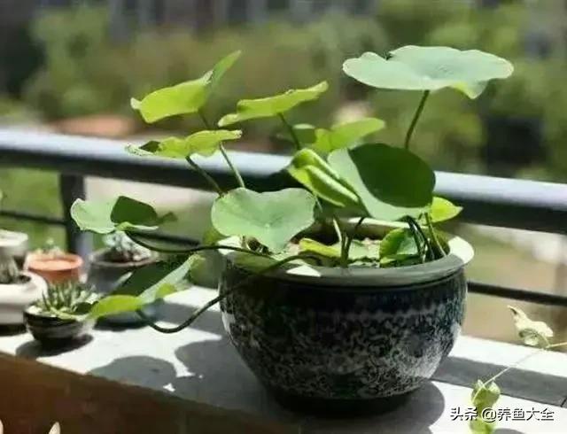 碗莲种植到开花的全过程,碗莲栽种开花过程