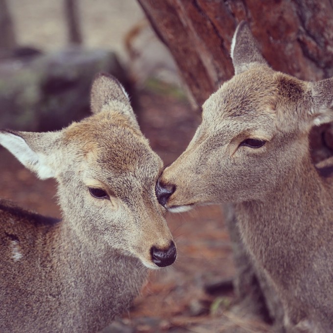 日本京都枫叶季旅游攻略,日本关西赏枫旅游攻略