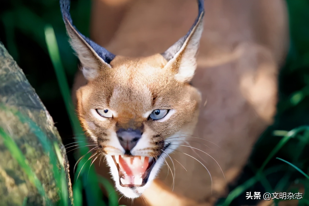 幽秘的长耳精灵——狞猫