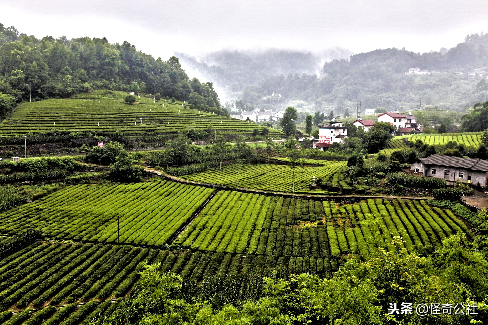 享誉世界的百年品牌——宜昌宜红，“万里茶道”上的新亮点