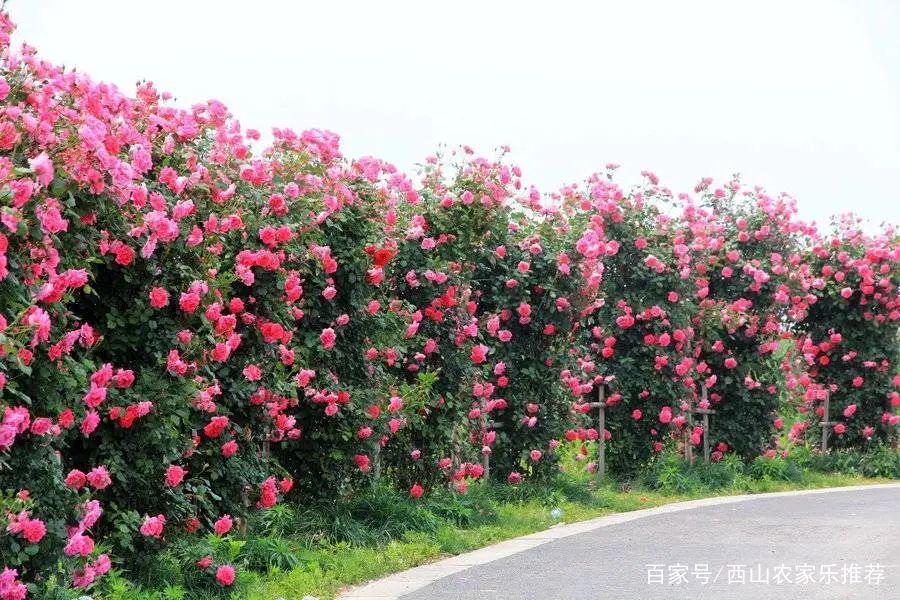 苏州西山网红打卡地樱花,苏州西山风景区有什么好玩的地方