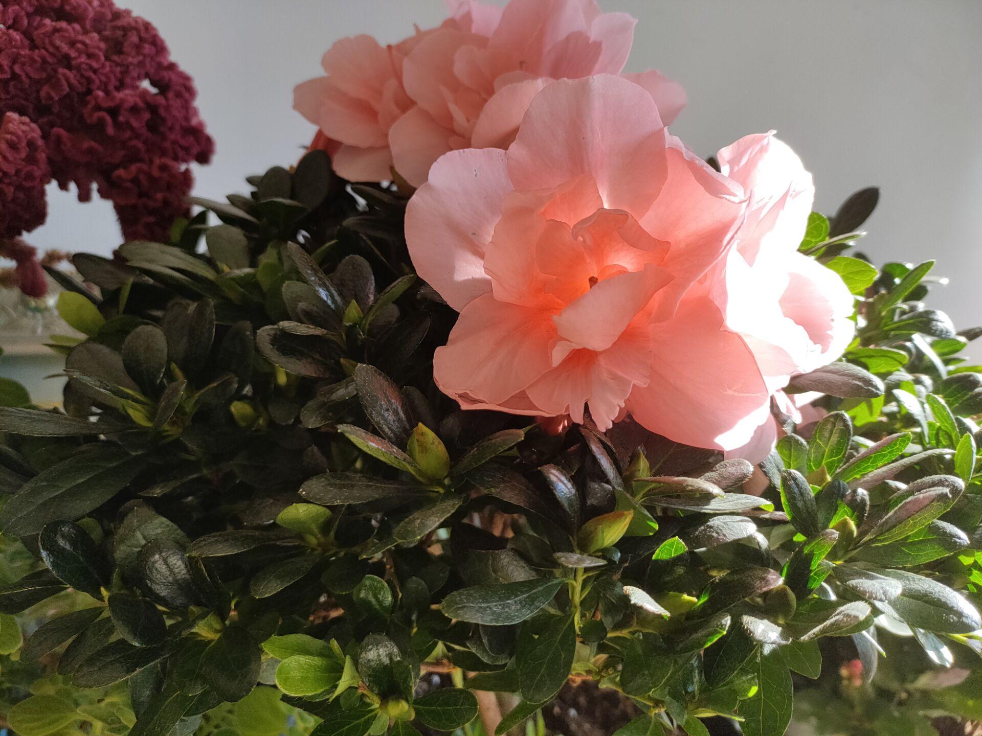 杜鹃花浇淘米水有好处还是有害处,杜鹃花只浇淘米水好吗