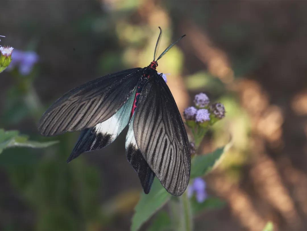 徒步云南虫谷,云南虫谷经典