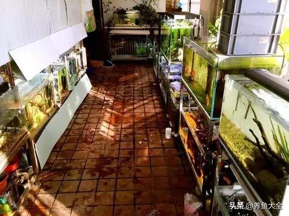 养鱼大神都养什么鱼,鱼缸养鱼都有哪些鱼