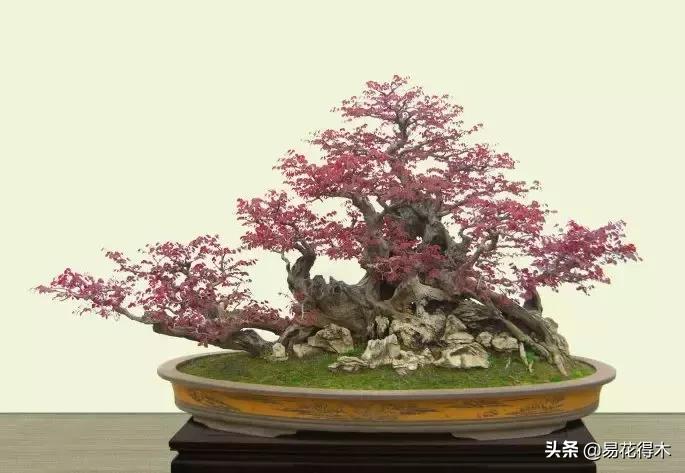 椤剁骇鐧借姳妾垫湪鐩嗘櫙,鐧借姳妾垫湪鐩嗘櫙鏋湪閫㈡槬