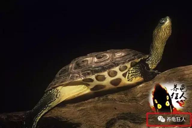 南石龟草龟花龟哪个体型大,草龟花龟珍珠龟哪个更好养