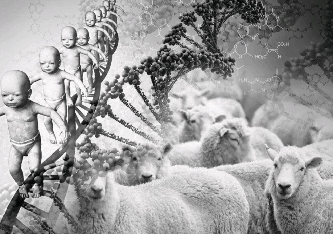 多莉克隆羊是怎么克隆出来的,克隆羊多莉的成功意义和影响