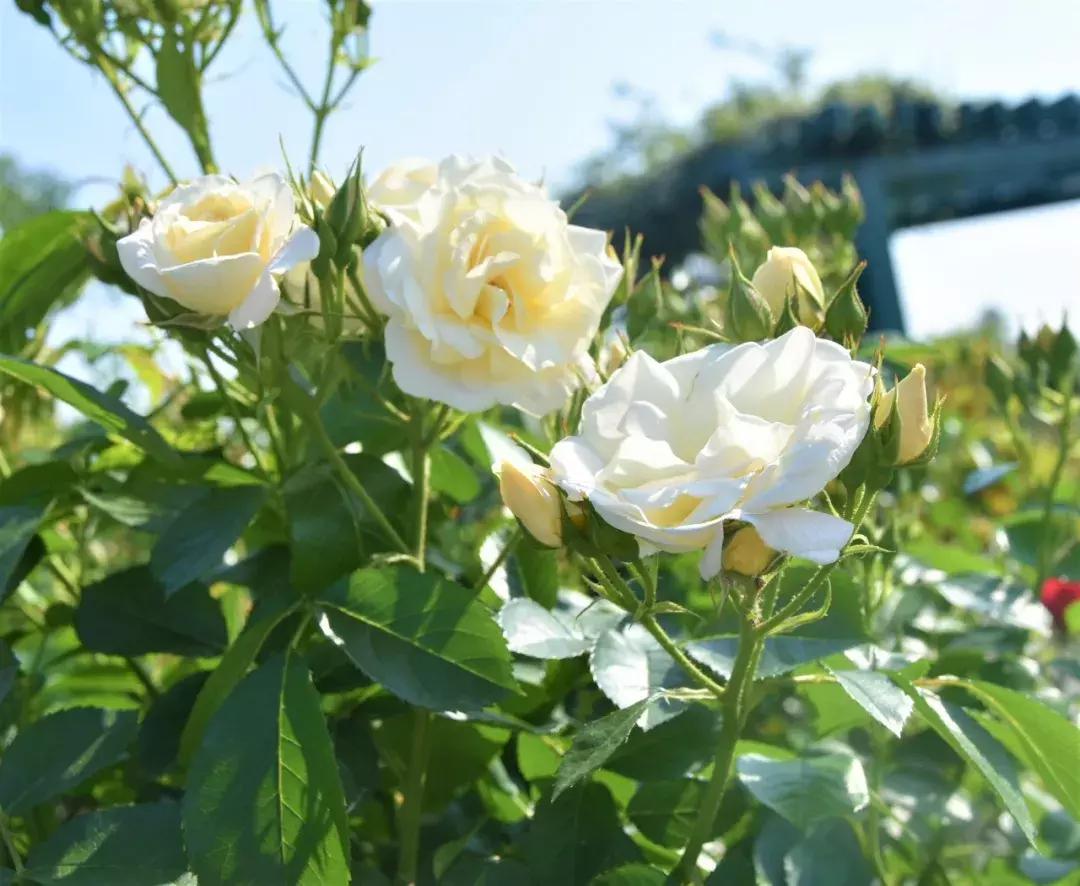 天津旅游必去十大景点天津美食,天津旅游攻略必玩的景点小吃