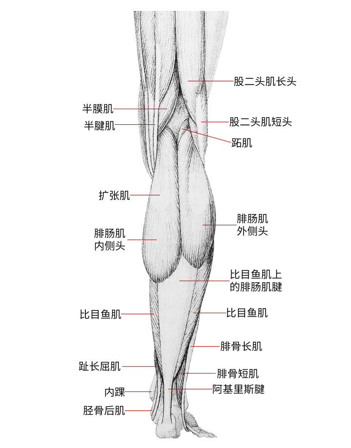 练习人体结构画法,人体腿结构画法