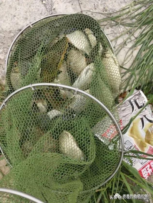 七月野钓罗非鱼,七月高温钓鱼