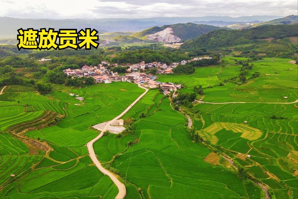 全国最好吃的大米有哪些,大米排名好吃的是哪种米