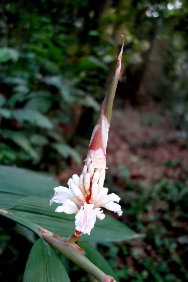 冬天常见中药植物图片及功效,花期长的草本植物图片
