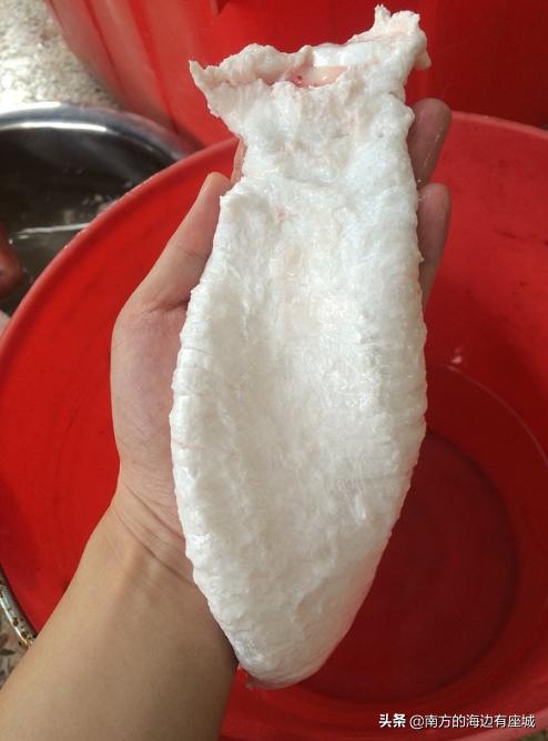 鱼胶是不是鱼泡晒干就成为鱼胶,鱼胶泡到什么程度算是泡好了