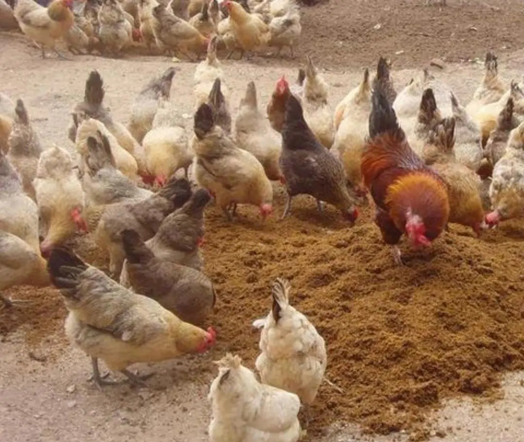 这三个养殖行业，目前在农村养殖是比较赚钱的