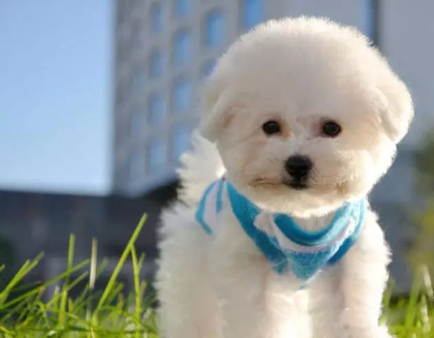 45只名犬排行,45种名犬您都认识吗