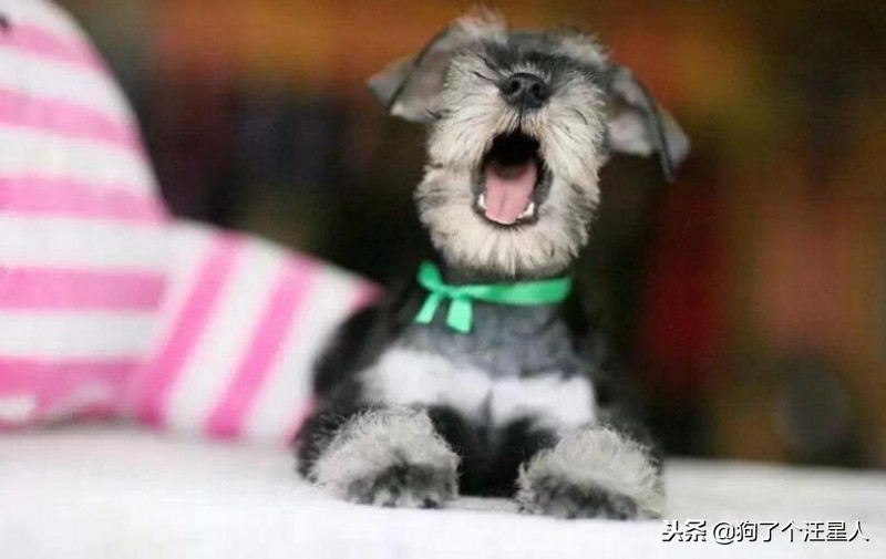 最可爱的狗狗排名有你家狗狗吗,盘点那些比你想象中还可爱的狗狗