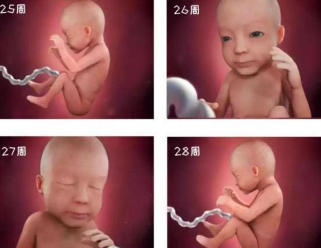 胎儿1-40周发育过程图高清纪录片,1-40周胎儿发育注意事项