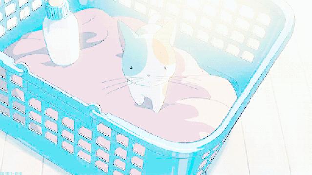 铲屎官想改善宠物生活该如何做,盘点铲屎官养的那些小宠物